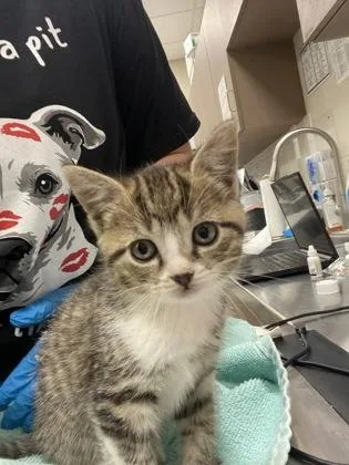 A baby small-sized female Domestic Short Hair cat named Tigress for adoption in Fishers, IN