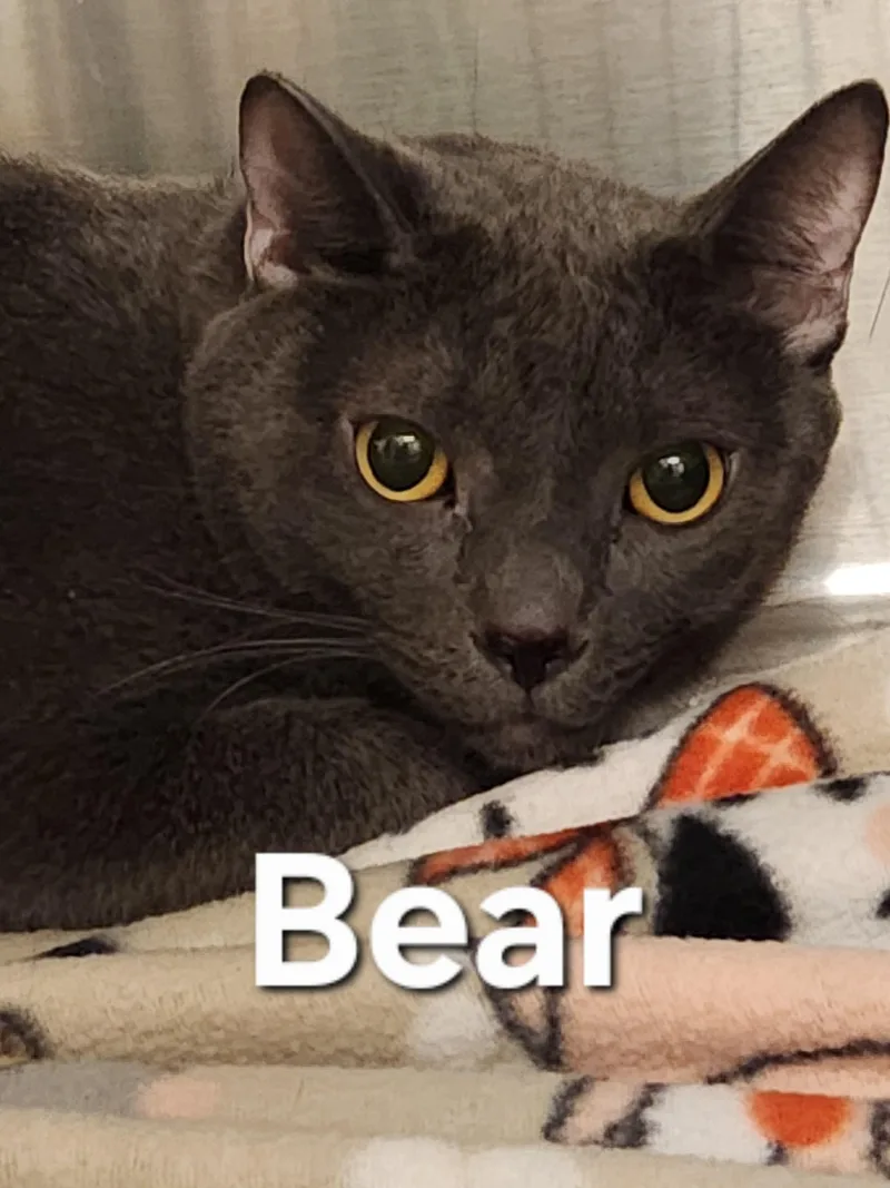 An adult medium-sized male Domestic Short Hair cat named Bear for adoption in Truth or Consequences , NM