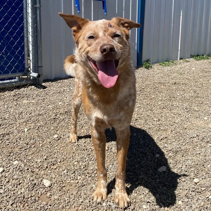 An adult medium-sized male Red / Chestnut / Orange Cattle Dog dog named Wiley for adoption in Kanab, UT