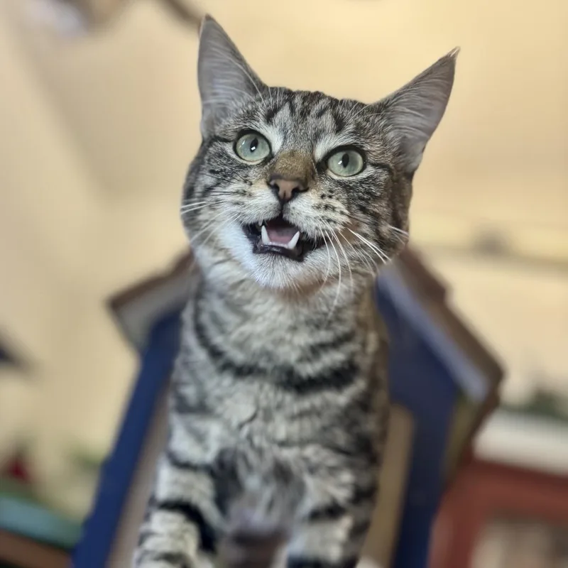 A young medium-sized male Domestic Short Hair cat named Dave for adoption in Glenwood Springs, CO