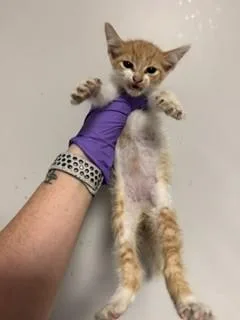A baby small-sized male Domestic Short Hair cat named Spicy for adoption in Miami, FL