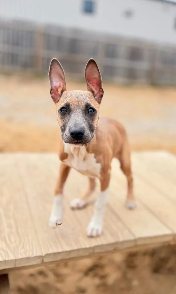 A baby small-sized female Mixed Breed dog named Hattie for adoption in Muskegon, MI