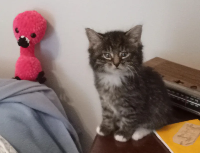 Little Big thumbnail 2