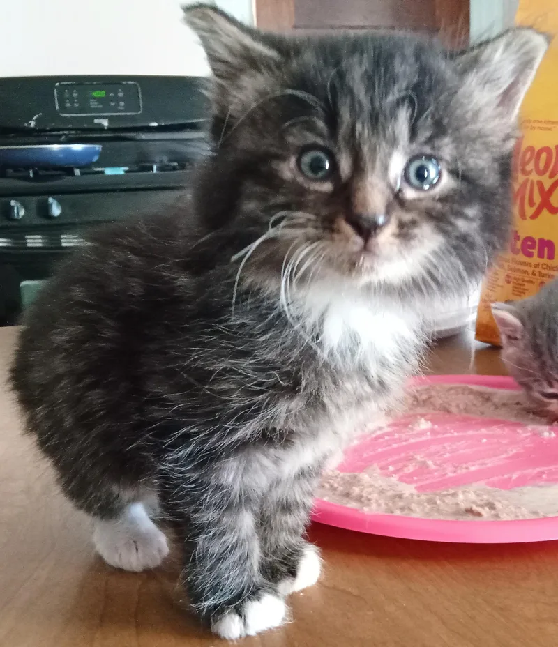 A baby large-sized male Gray & White Domestic Medium Hair cat named Little Big for adoption in Southbury, CT