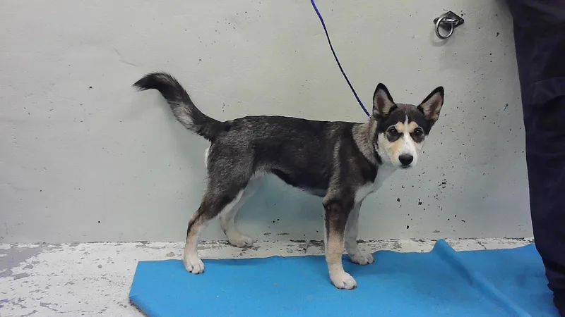 A baby medium-sized female German Shepherd Dog dog named Bunnie for adoption in Houston, TX