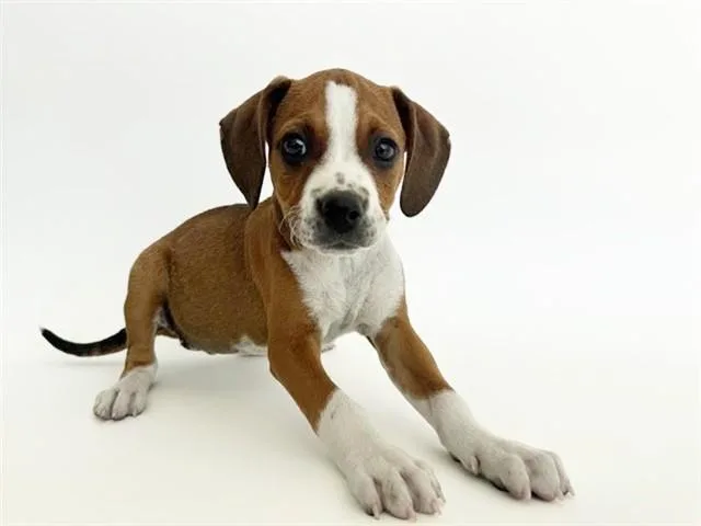 A baby small-sized female Terrier dog named Olive for adoption in Saint Louis, MO