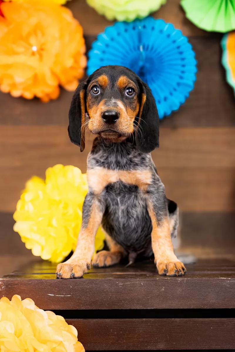 A baby medium-sized male Hound dog named 797-26 for adoption in Brighton, CO