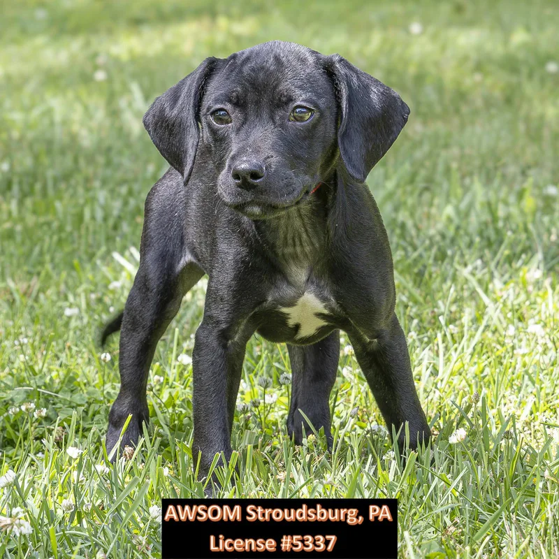 A baby medium-sized female Black Hound dog named Mario for adoption in Stroudsburg, PA