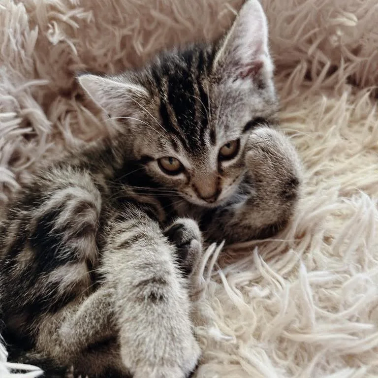 A baby small-sized male Brown / Chocolate Domestic Short Hair cat named Aang for adoption in Los Angeles, CA