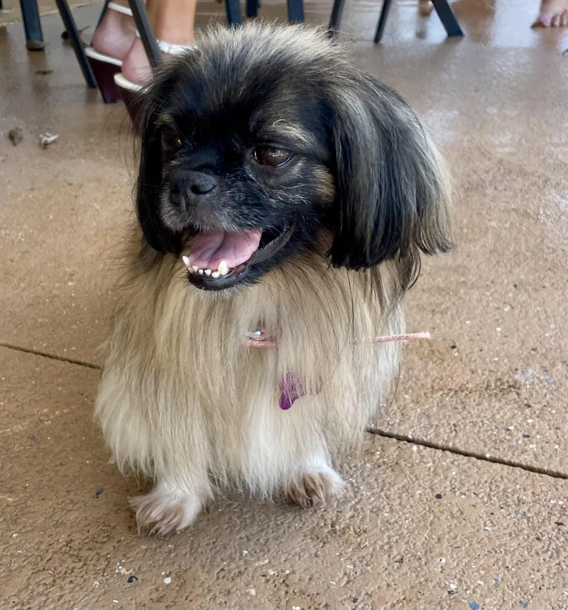 An adult small-sized female Pekingese dog named Oshin for adoption in Cape Coral, FL