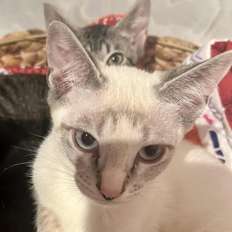 Kiara