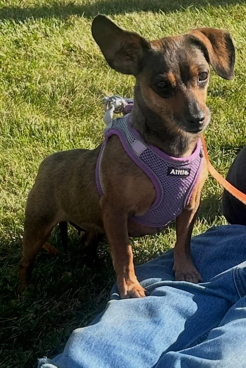 An adult small-sized female Chihuahua dog named Sissy for adoption in Stoughton, MA