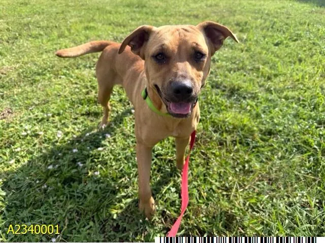 A young medium-sized female Mixed Breed dog named Ellie for adoption in West Palm Beach, FL