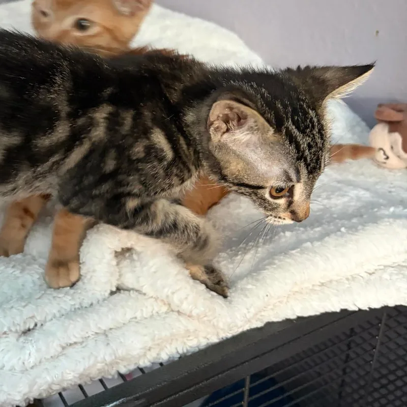 A baby small-sized female Gray / Blue / Silver Domestic Short Hair cat named Earl Grey for adoption in Pleasanton, CA