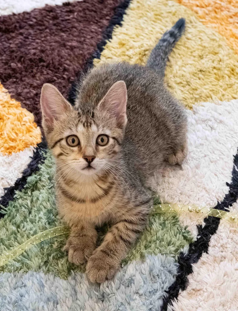 A baby medium-sized male Domestic Short Hair cat named Chestnut for adoption in Evanston, IL