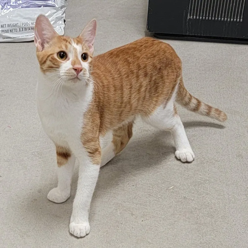 A baby medium-sized male Orange & White Tabby cat named Comet brotherofRocket for adoption in Houston, TX