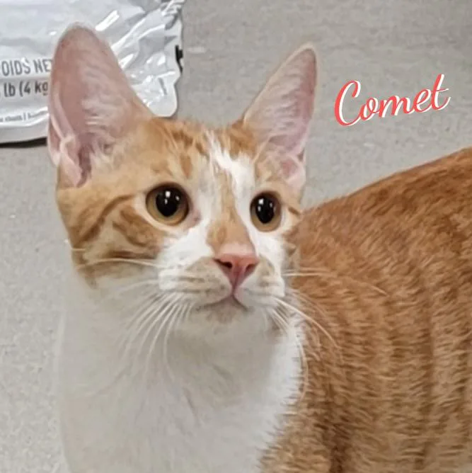 Comet brotherofRocket thumbnail 3