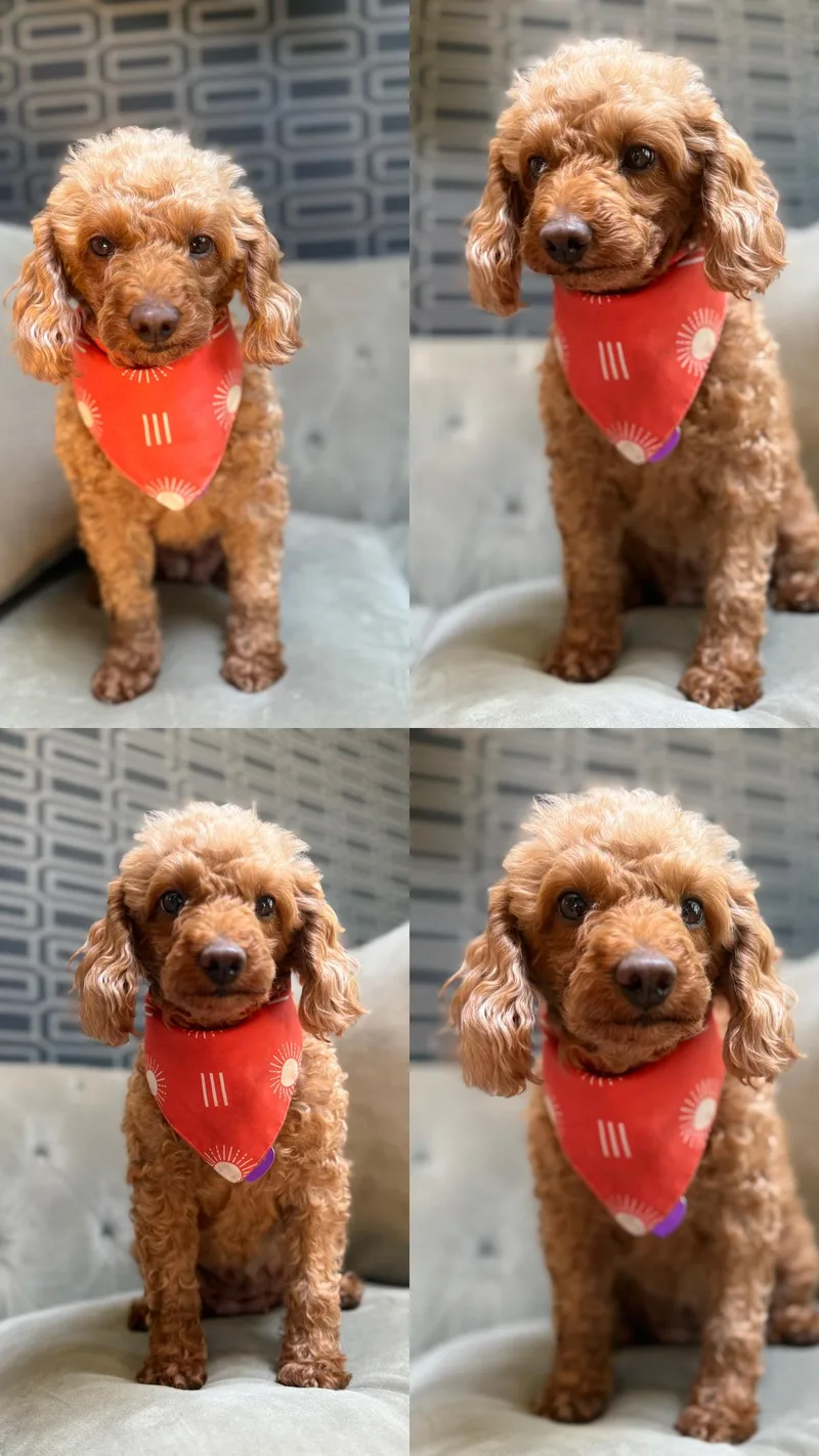 An adult small-sized female Red / Chestnut / Orange Poodle (Toy) dog named Sheila The Little Lady for adoption in Somerset, NJ