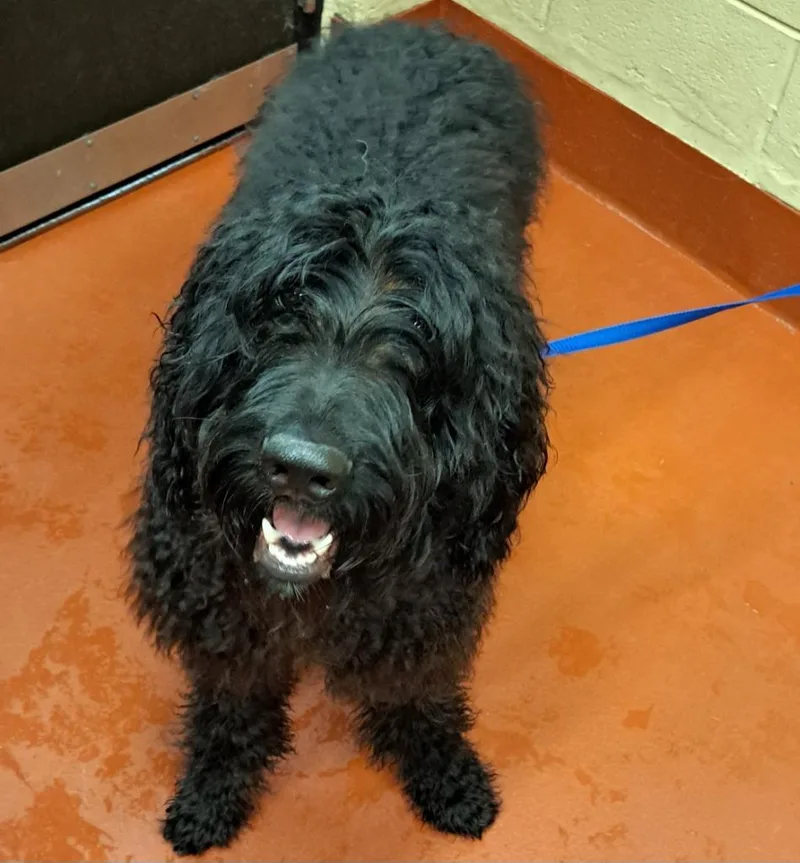 Marsellus Wallace thumbnail 2