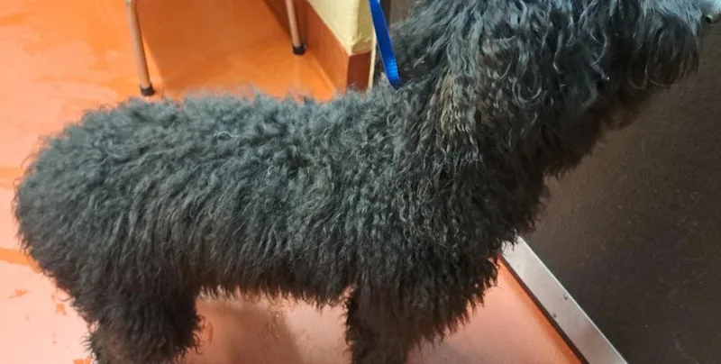 Marsellus Wallace thumbnail 3