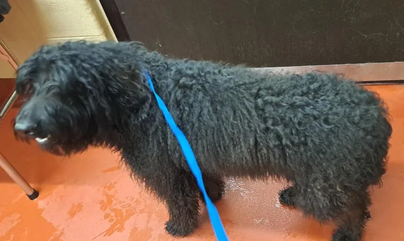 Marsellus Wallace thumbnail 4