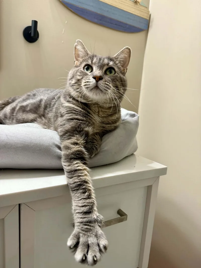 An adult medium-sized male Domestic Short Hair cat named Dusty for adoption in Kenosha , WI