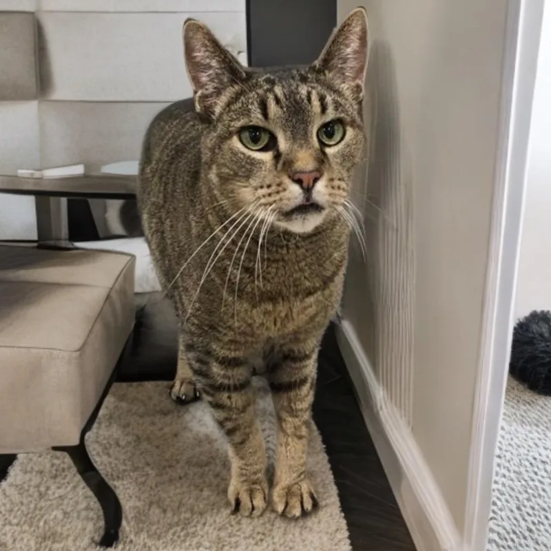 A senior medium-sized male Tabby (Brown / Chocolate) Domestic Short Hair cat named Tommie for adoption in Prince Frederick, MD