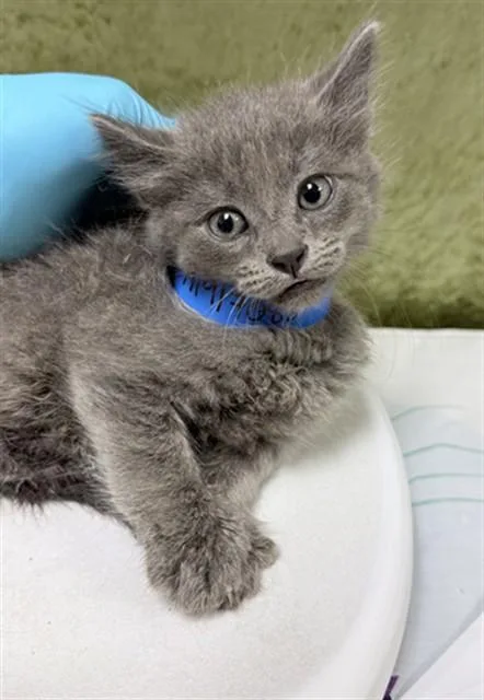 A baby small-sized male Domestic Short Hair cat named Fernando for adoption in Riverside, CA