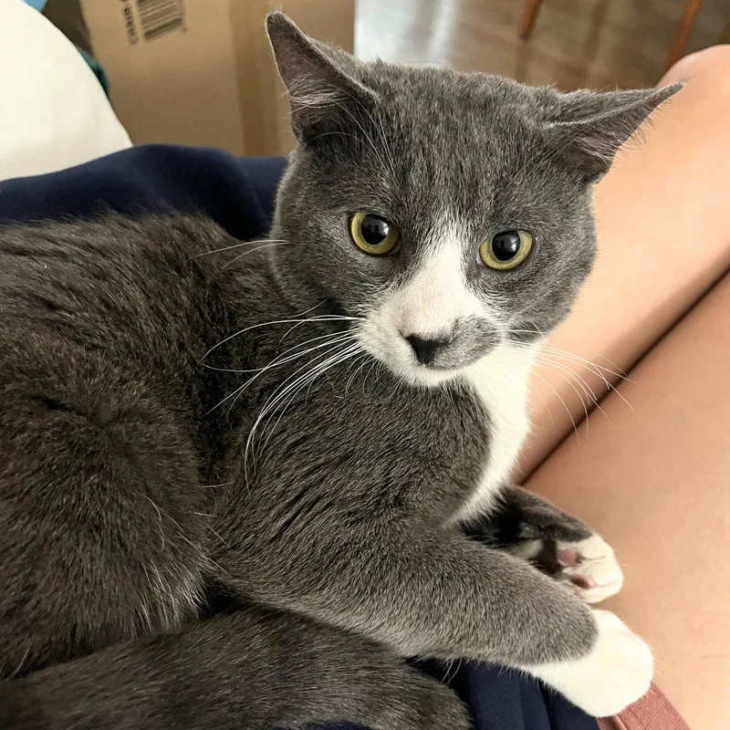 An adult medium-sized male Gray & White Domestic Short Hair cat named Burton for adoption in Brooklyn, NY