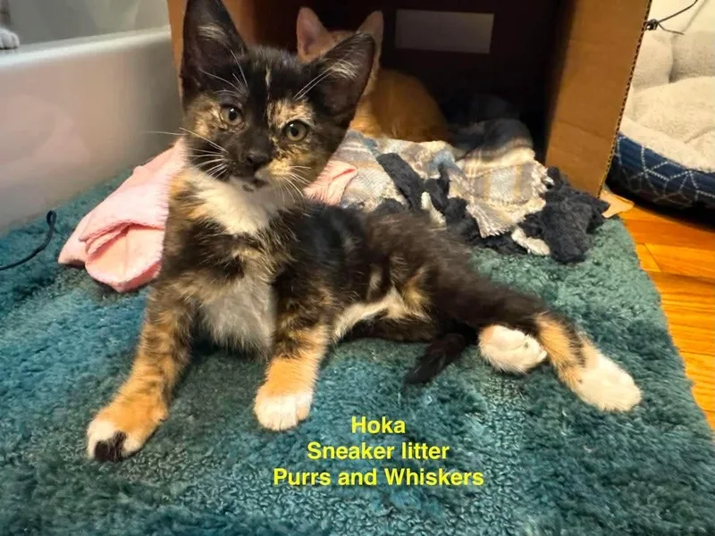 A baby medium-sized female Tortoiseshell Domestic Short Hair cat named Hoka for adoption in New Hartford, NY