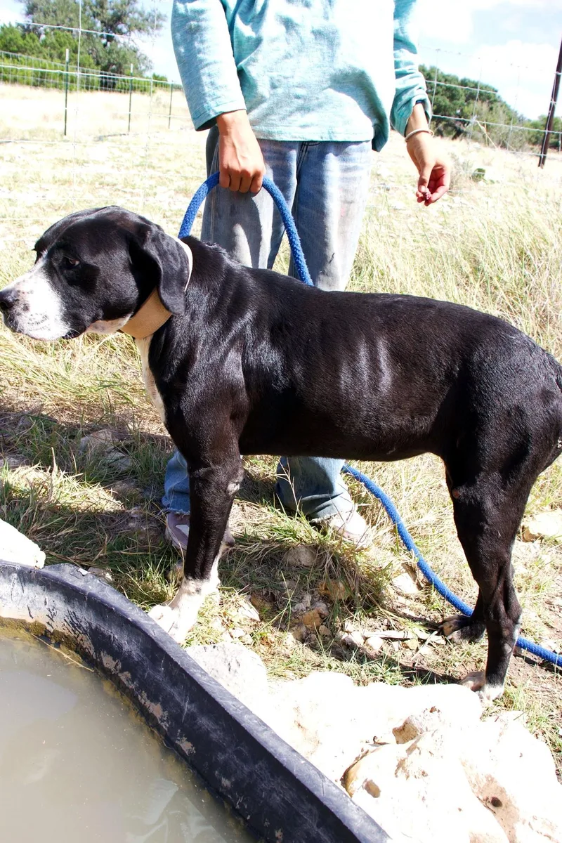 An adult medium-sized female Black Labrador Retriever dog named Liberty for adoption in Boerne, TX