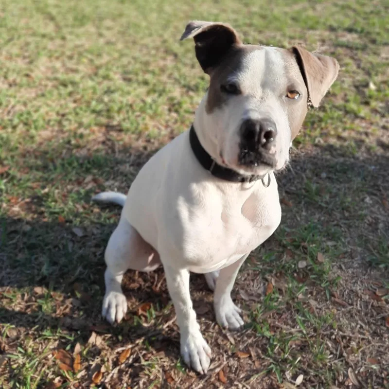 An adult large-sized male White / Cream Terrier dog named Ace Ventura for adoption in Corpus Christi, TX