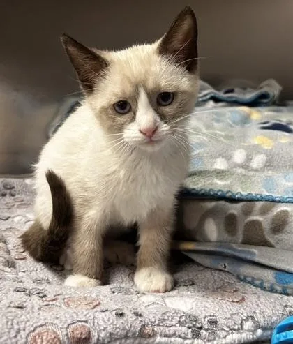 A baby small-sized female Siamese cat named Pastel for adoption in Phoenix, AZ