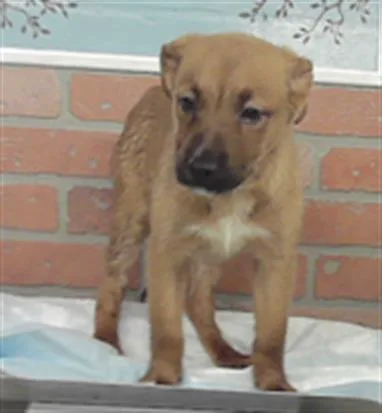 A baby small-sized female German Shepherd Dog dog named Astra for adoption in Houston, TX