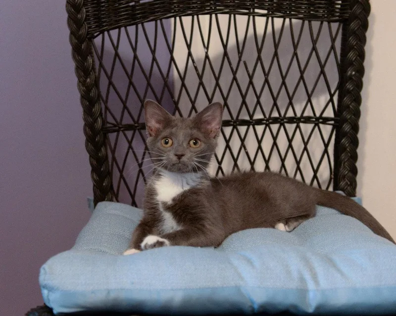 A baby medium-sized female Gray & White Domestic Short Hair cat named Kiwi for adoption in Stewartsville, NJ