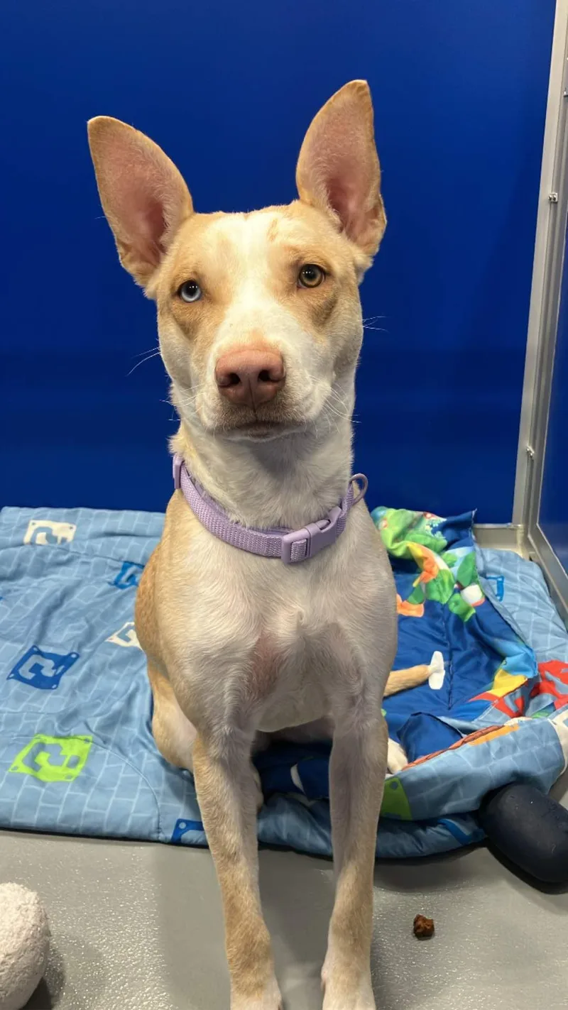A baby medium-sized female Yellow / Tan / Blond / Fawn Husky dog named Hera for adoption in Kalamazoo, MI