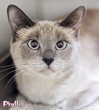 An adult medium-sized female Domestic Short Hair cat named Phyllis for adoption in Mason, MI