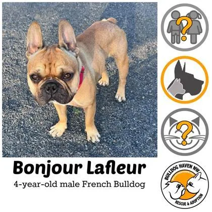 An adult medium-sized male Yellow / Tan / Blond / Fawn French Bulldog dog named Bonjour Lafleur for adoption in Bonney Lake, WA