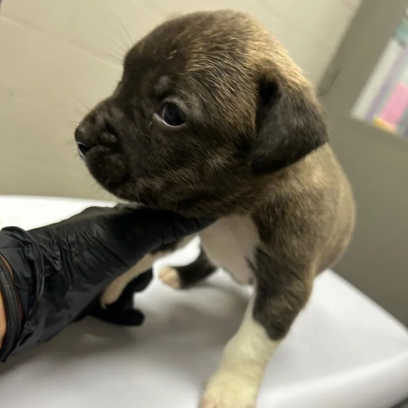 A baby small-sized male Brindle Terrier dog named Pear for adoption in Lufkin, TX