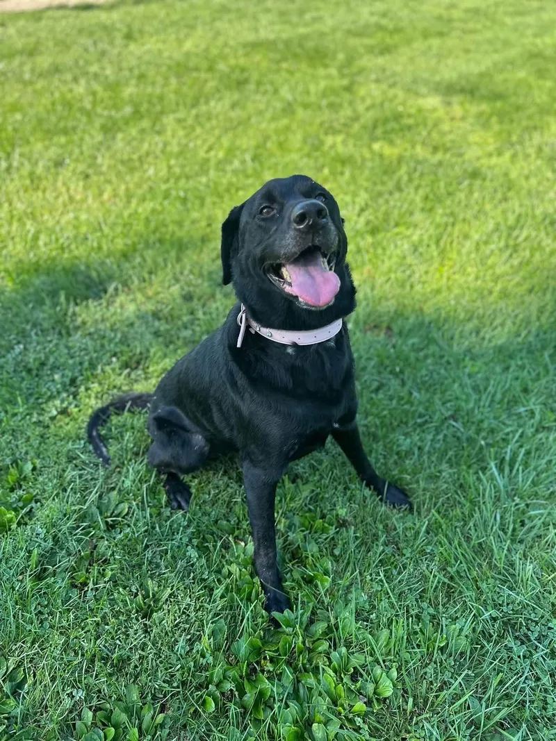 An adult large-sized female Black Labrador Retriever dog named Rio for adoption in Myerstown, PA