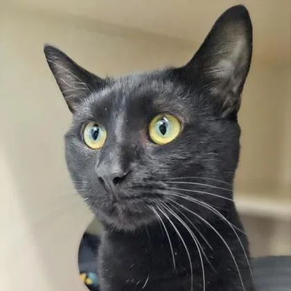 An adult small-sized male Black Domestic Short Hair cat named Sammy for adoption in Atlanta, GA