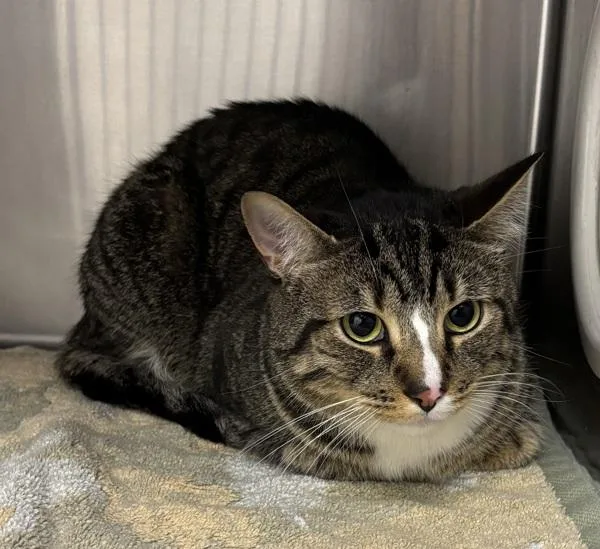 An adult large-sized male Domestic Short Hair cat named Genghis Bonded W for adoption in Silverdale, WA