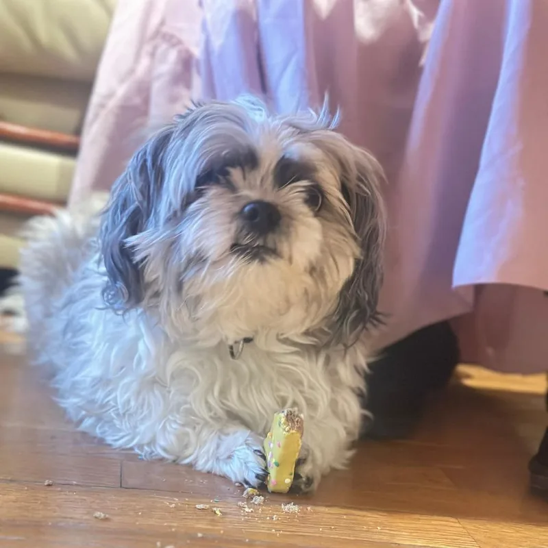 A senior small-sized male Shih Tzu dog named Max for adoption in Chantilly, VA