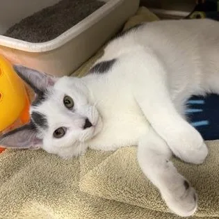 A baby medium-sized male White Domestic Short Hair cat named Desi for adoption in Tinley Park, IL