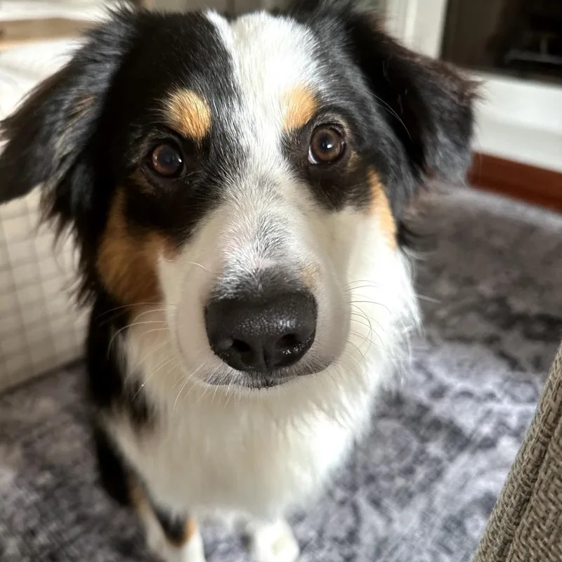 Sir Rocky The Noble thumbnail 2