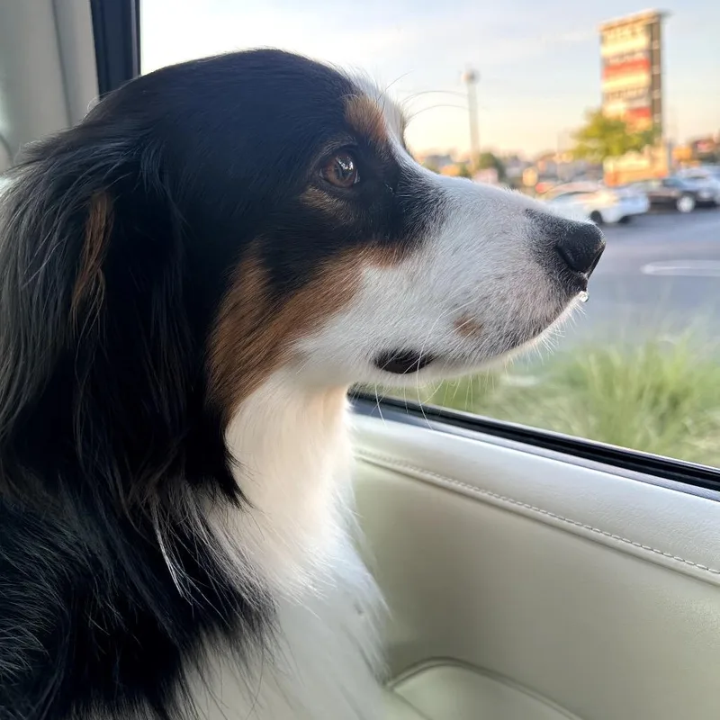 Sir Rocky The Noble thumbnail 3