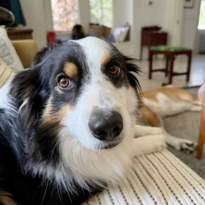 Sir Rocky The Noble thumbnail 5
