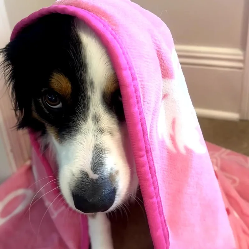 Sir Rocky The Noble thumbnail 6