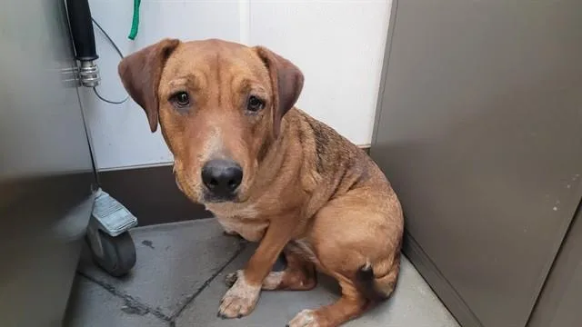 A young medium-sized female Carolina Dog dog named Nettles for adoption in Tucson, AZ