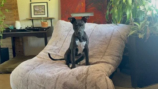 A baby medium-sized female Pit Bull Terrier dog named Cosmo for adoption in Chandler, AZ